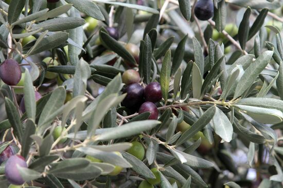 Artek Olives festical in Crimea