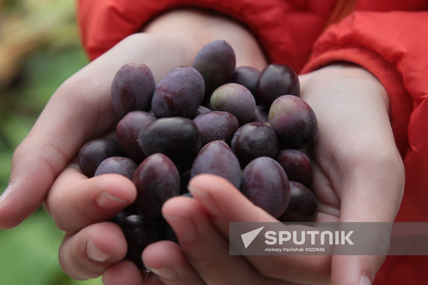 Artek Olives festival in Crimea