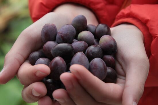 Artek Olives festival in Crimea