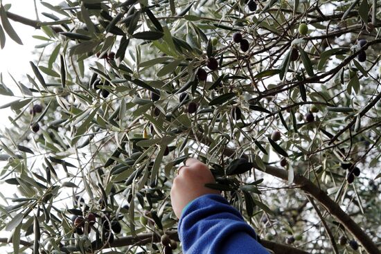 Artek Olives festival in Crimea