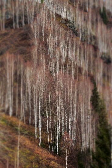 Fall in Siberia