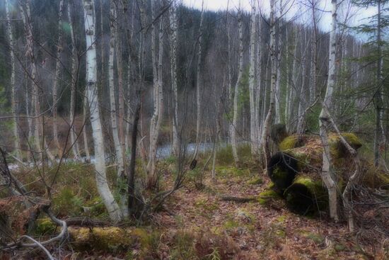 Fall in Siberia