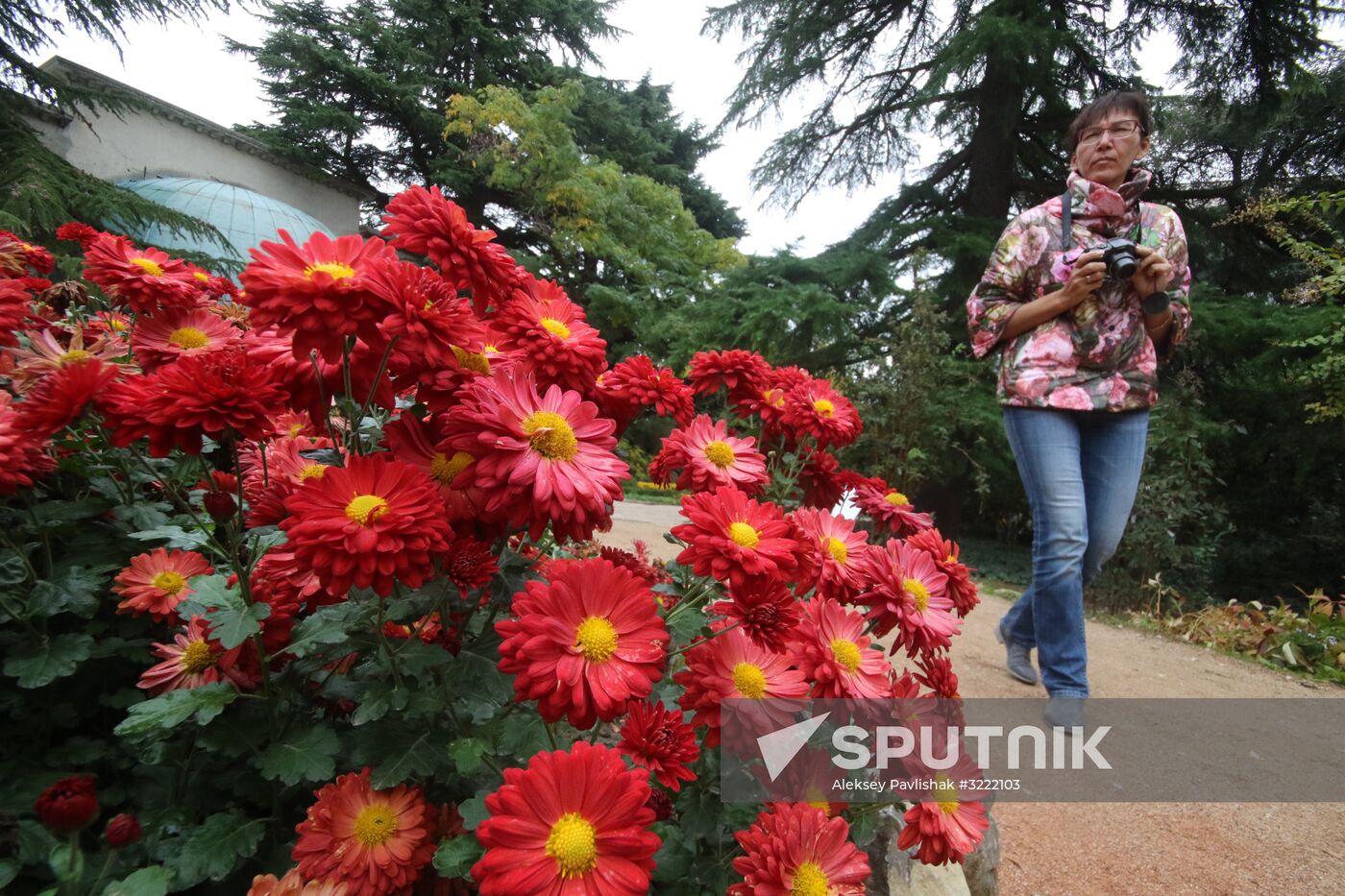 Ball of Chrysanthemums in Nikitsky Botanical Garden