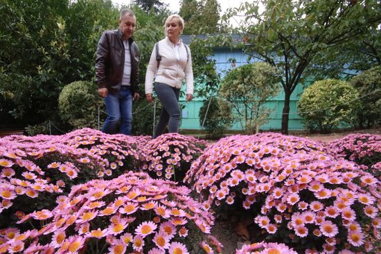 Ball of Chrysanthemums in Nikitsky Botanical Garden
