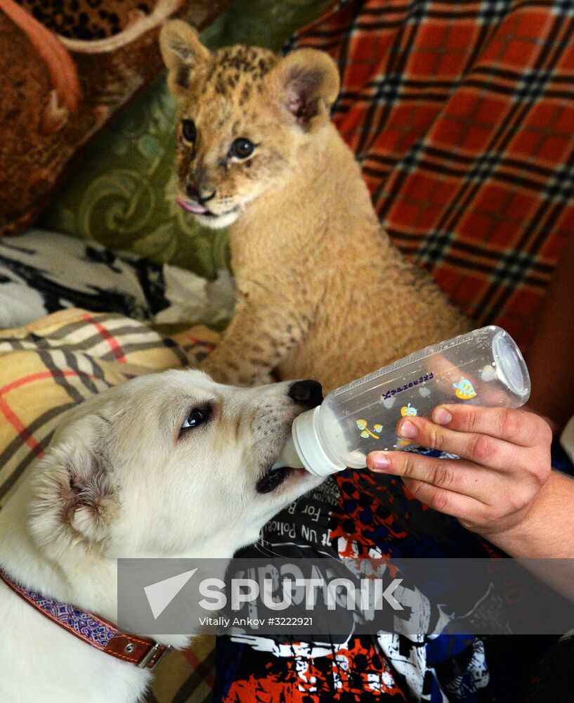 Young lioness in Vladivstok befriends a dog puppy
