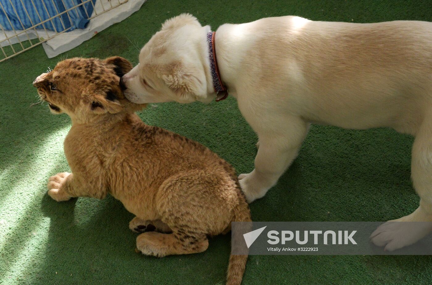 Young lioness in Vladivstok befriends a dog puppy