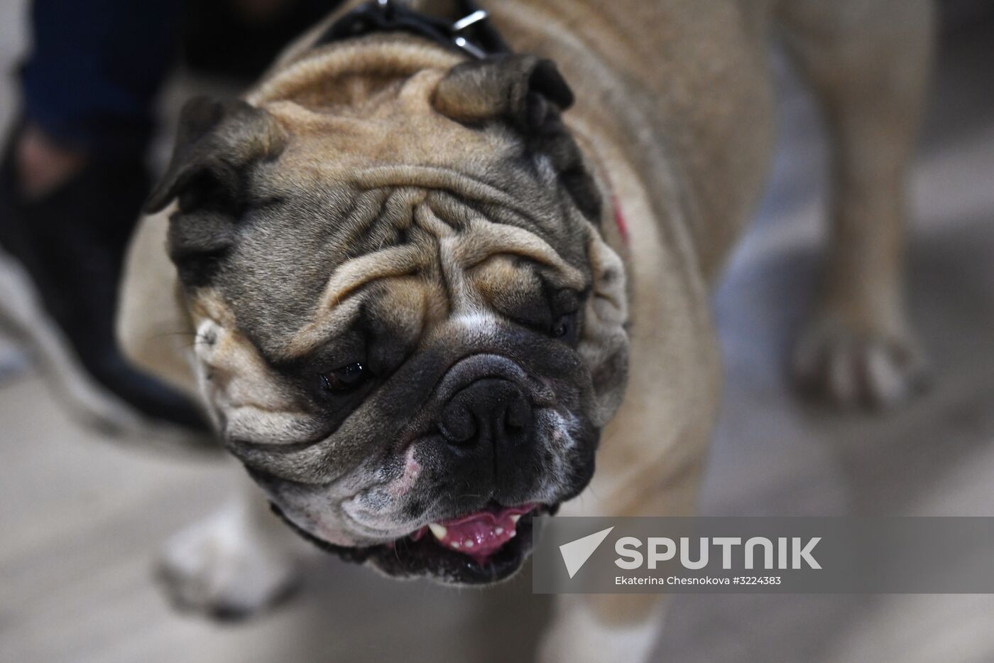 Dog show in Moscow