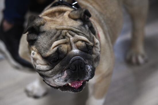 Dog show in Moscow