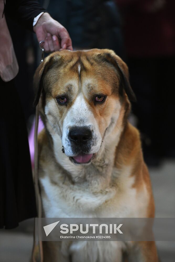 Dog show in Moscow