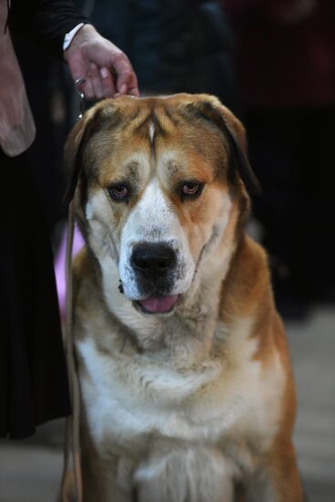 Dog show in Moscow