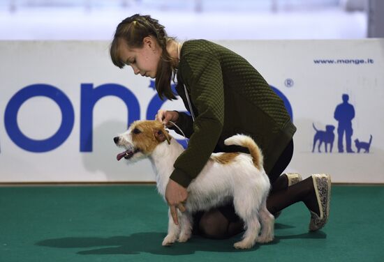 Dog show in Moscow