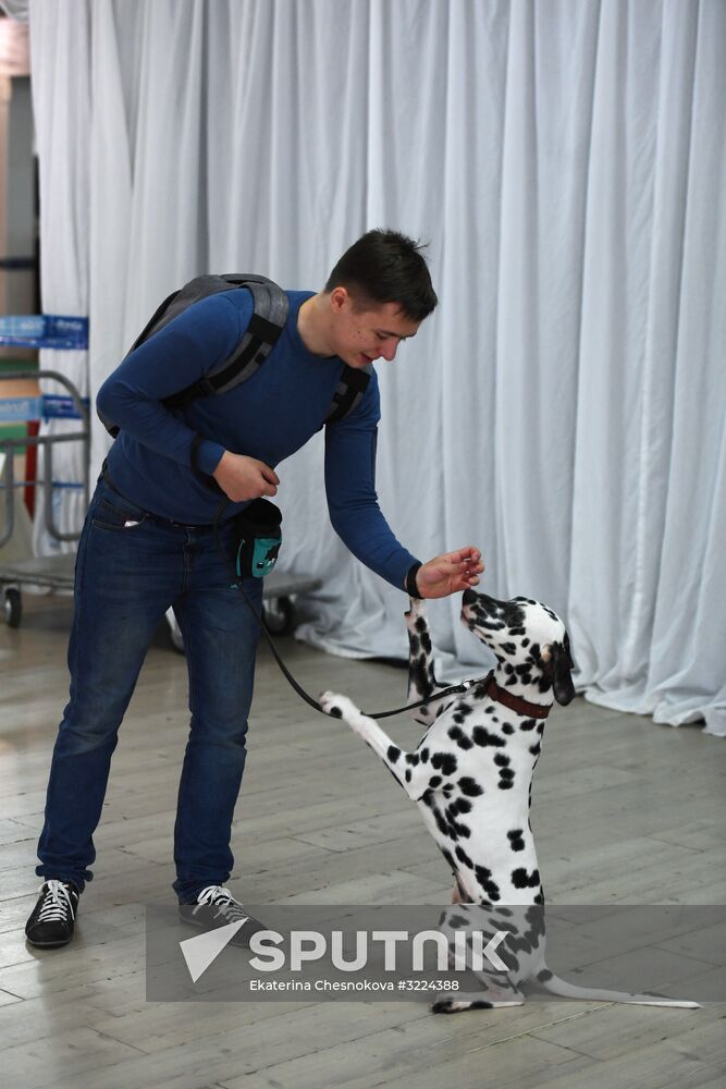 Dog show in Moscow