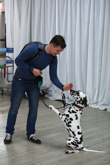 Dog show in Moscow