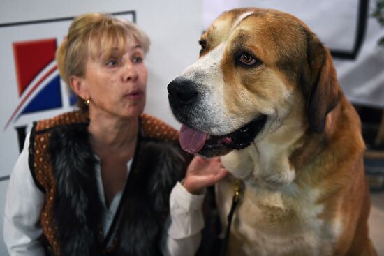 Dog show in Moscow