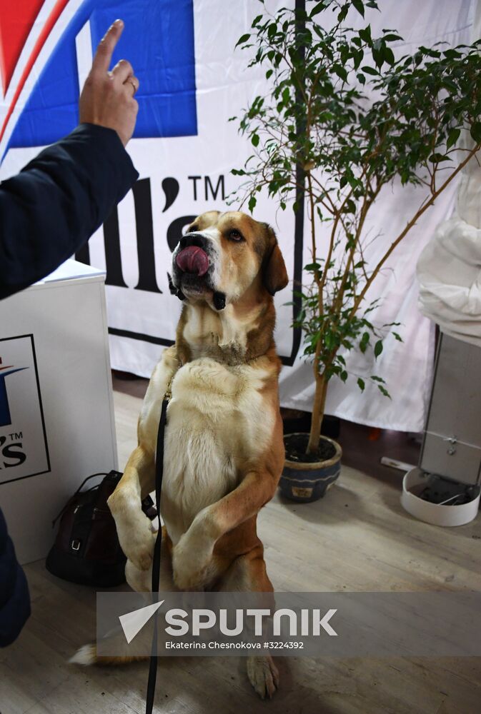 Dog show in Moscow