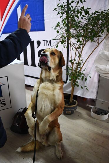Dog show in Moscow