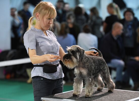 Dog show in Moscow