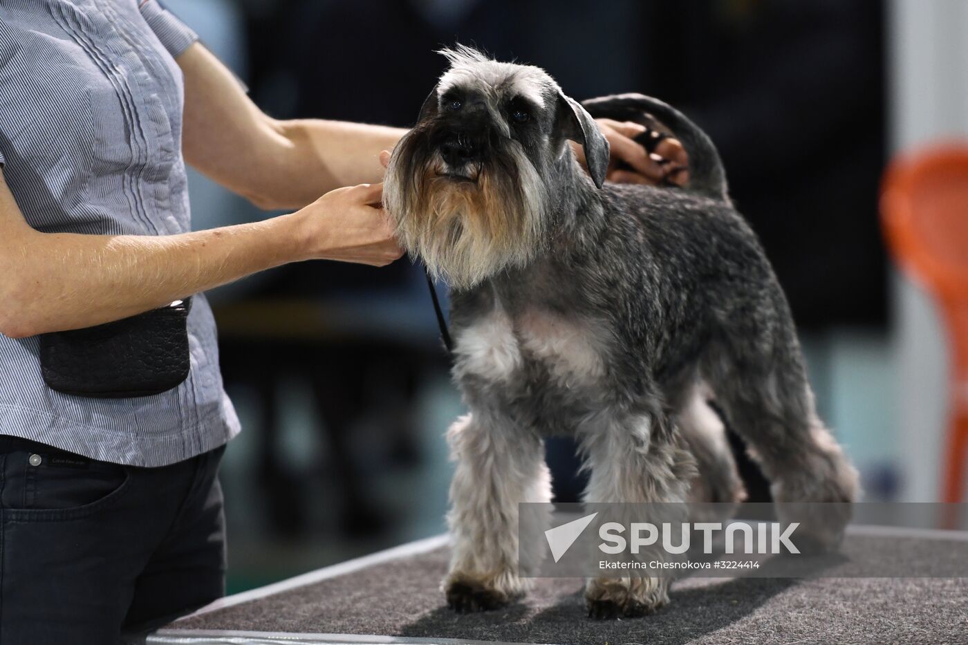 Dog show in Moscow