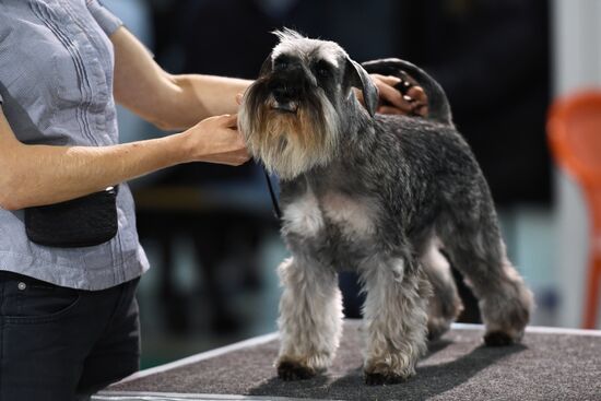 Dog show in Moscow
