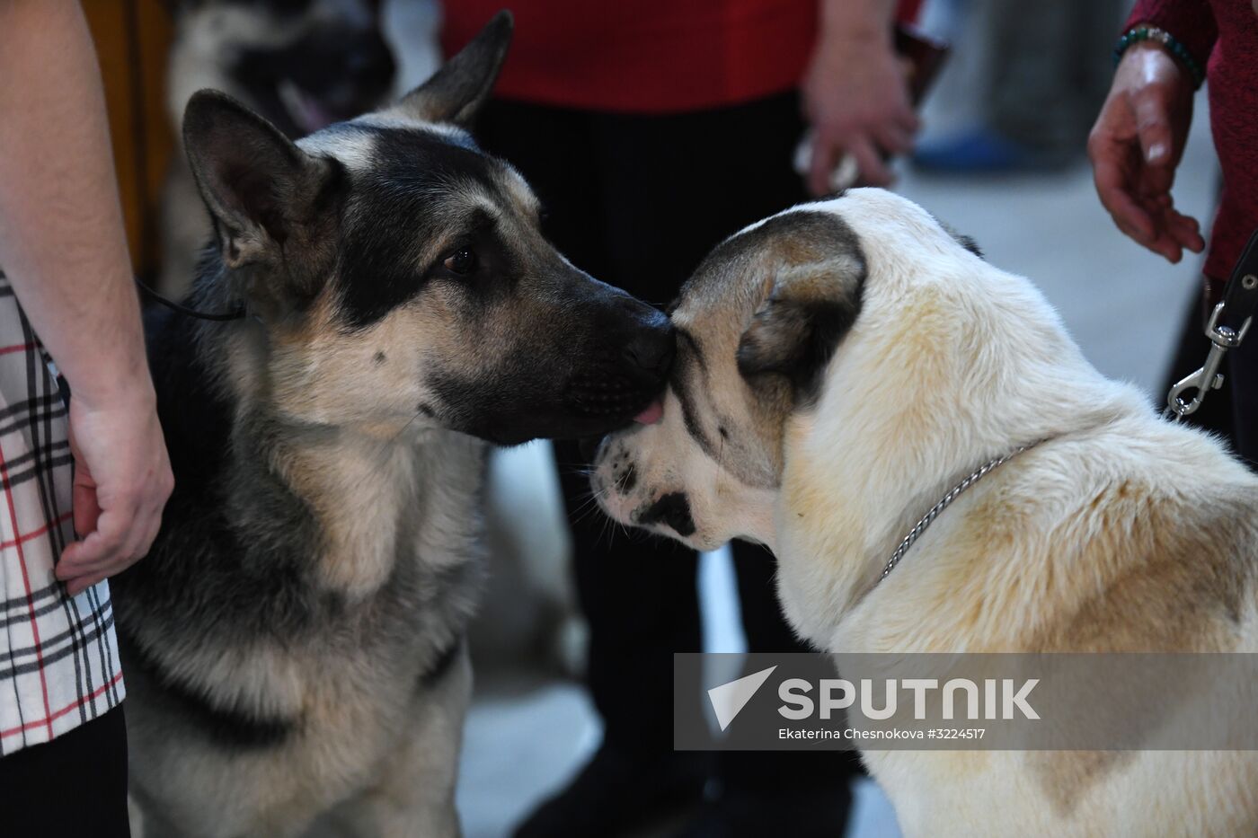 Dog show in Moscow