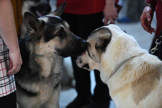 Dog show in Moscow