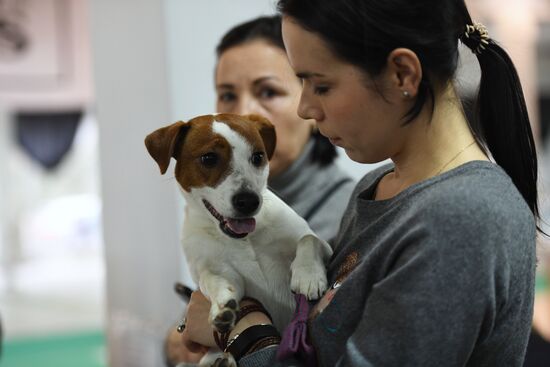 Dog show in Moscow