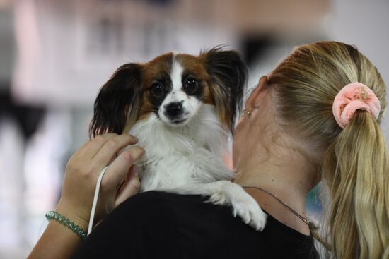 Dog show in Moscow