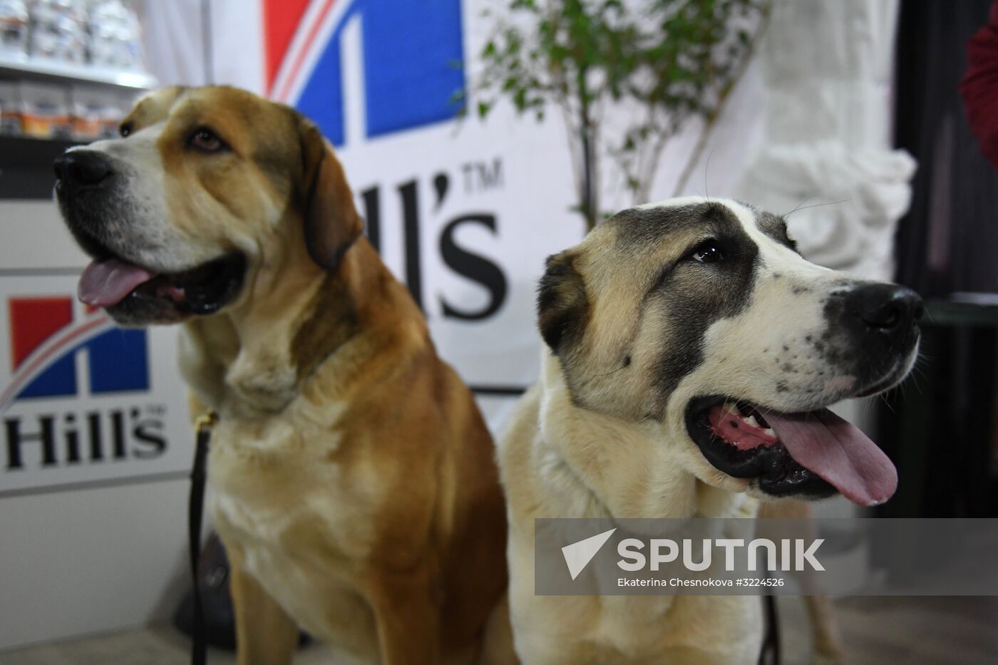 Dog show in Moscow