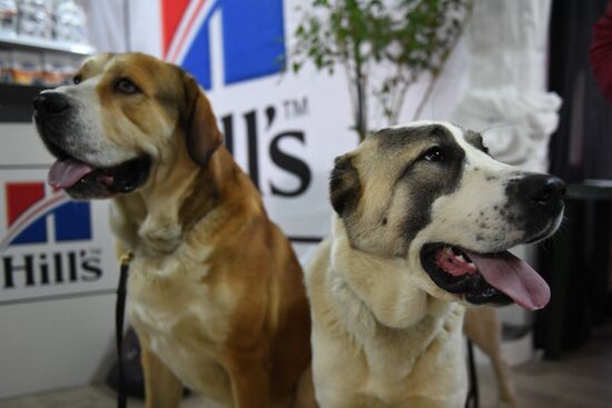 Dog show in Moscow