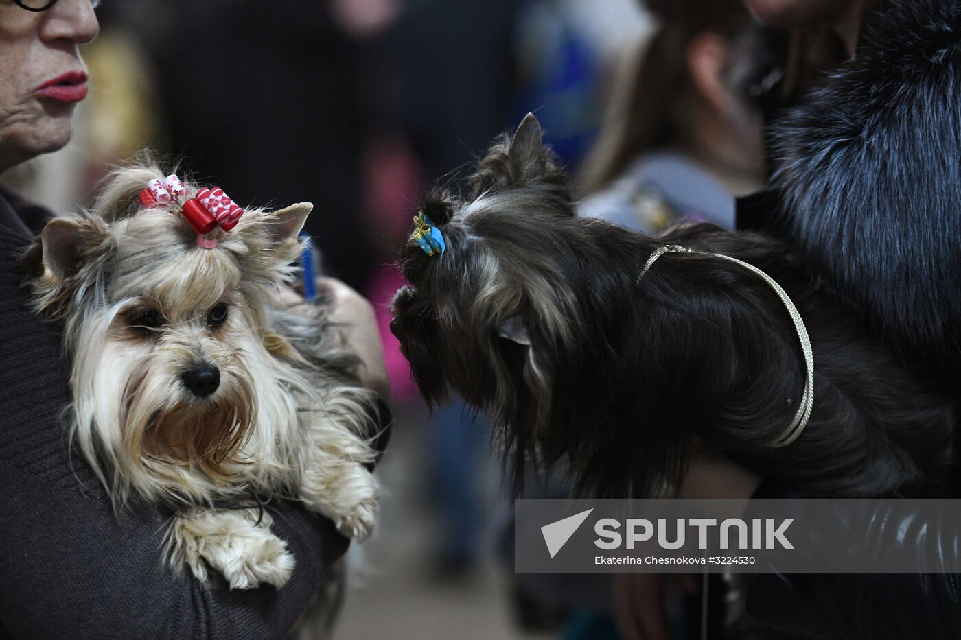 Dog show in Moscow