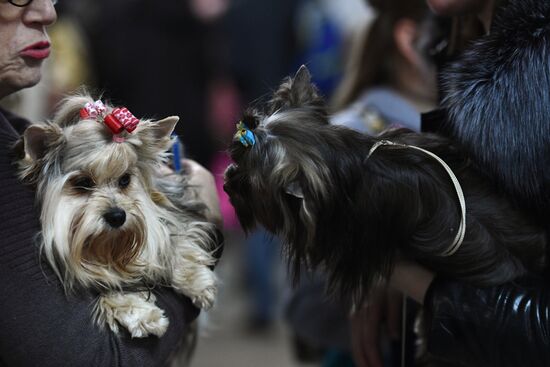 Dog show in Moscow