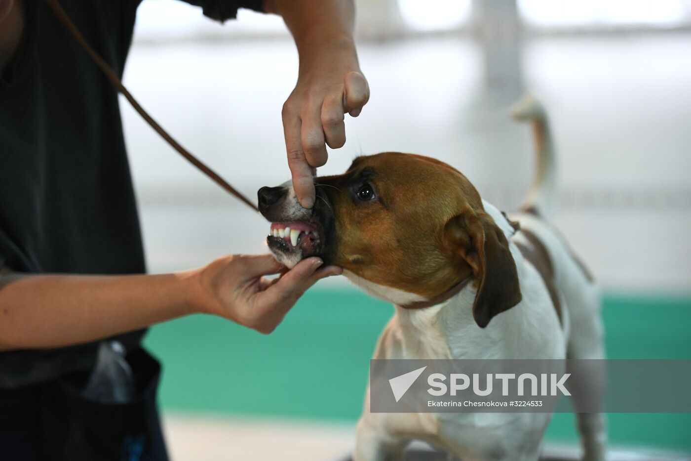 Dog show in Moscow