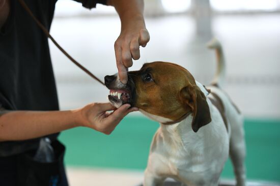Dog show in Moscow