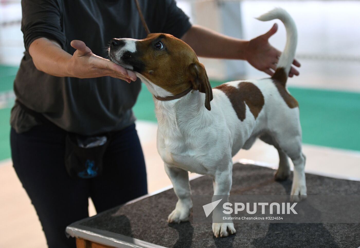 Dog show in Moscow