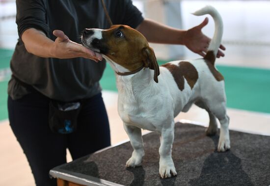 Dog show in Moscow