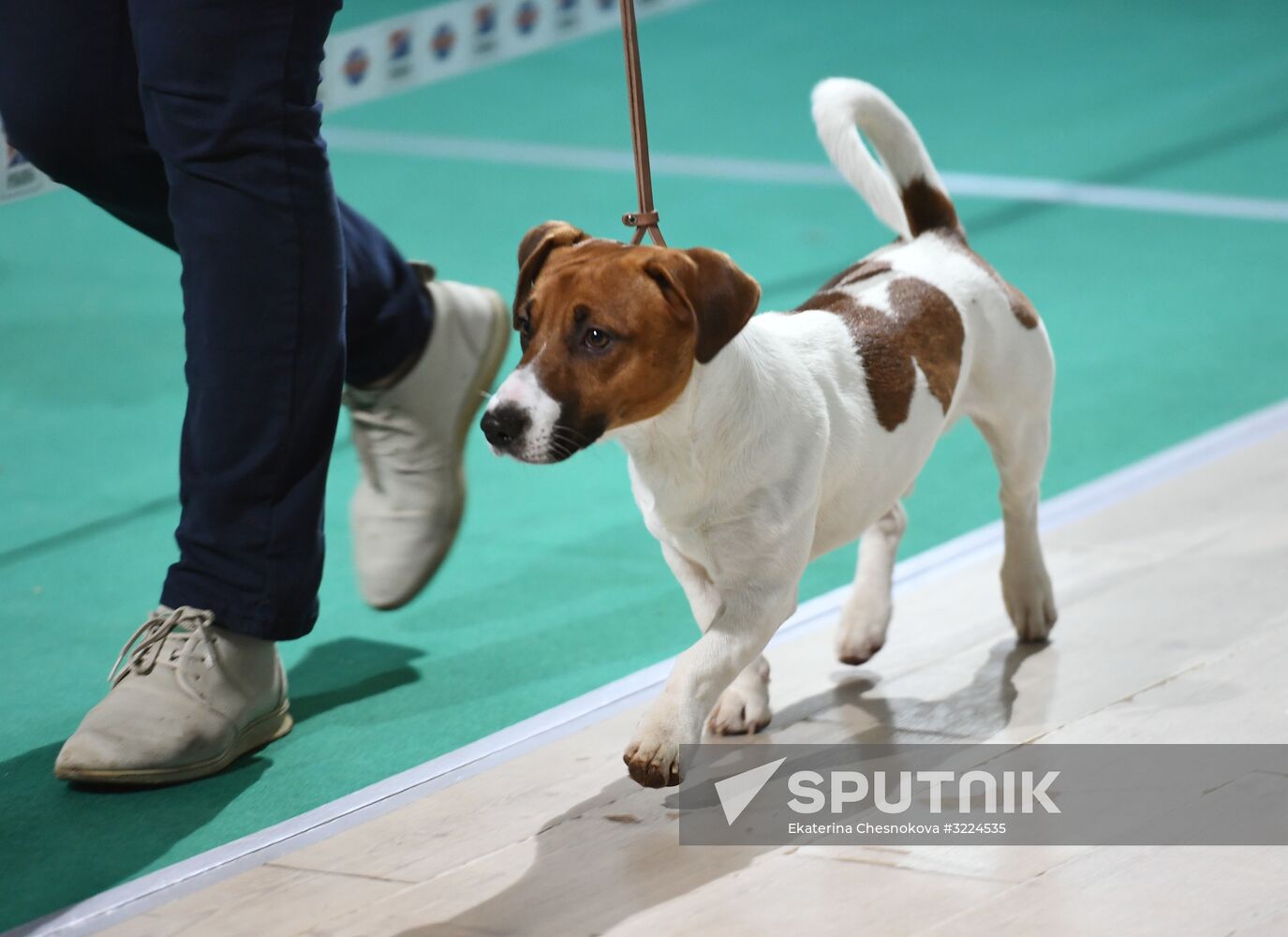 Dog show in Moscow