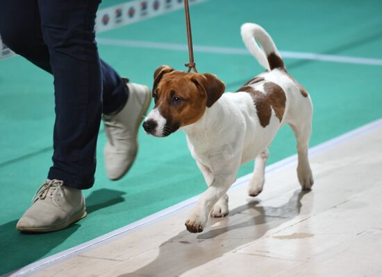 Dog show in Moscow