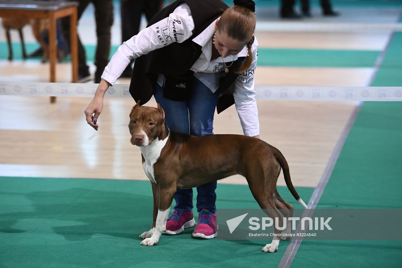 Dog show in Moscow