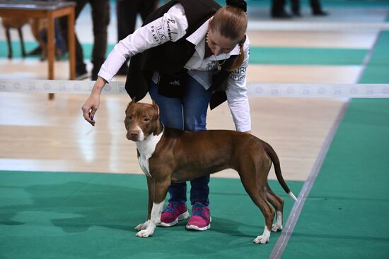 Dog show in Moscow