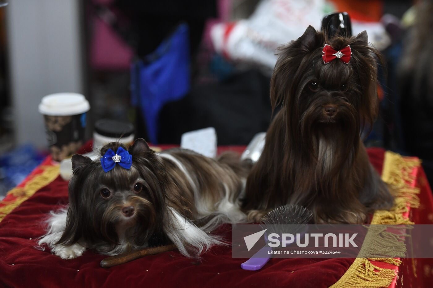 Dog show in Moscow