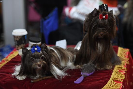 Dog show in Moscow