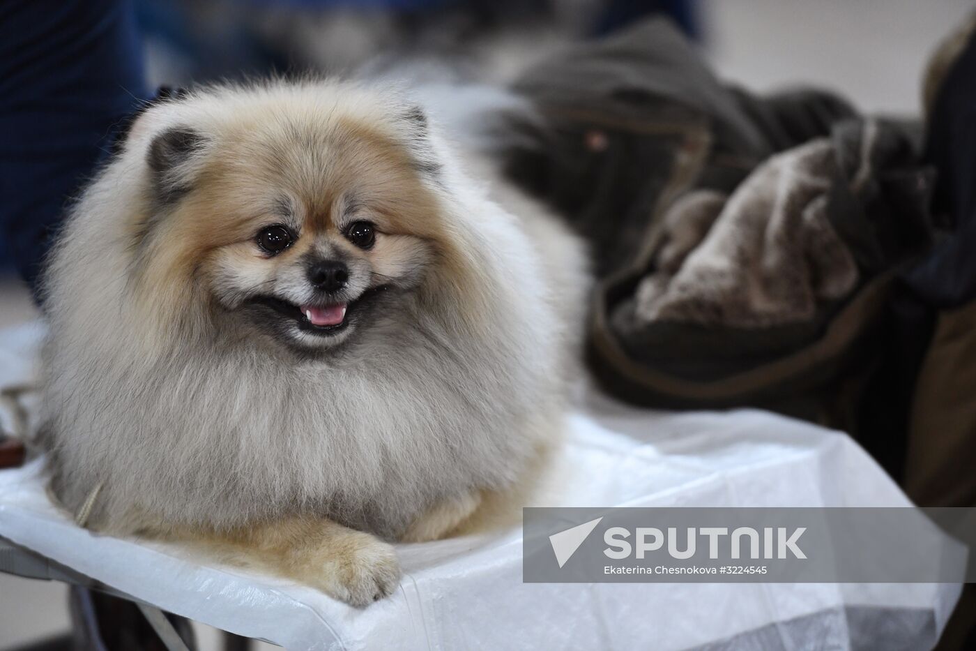Dog show in Moscow