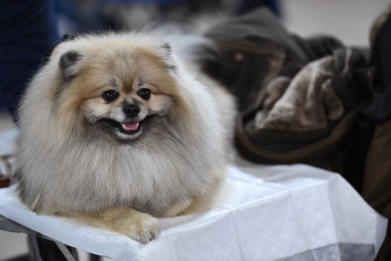 Dog show in Moscow