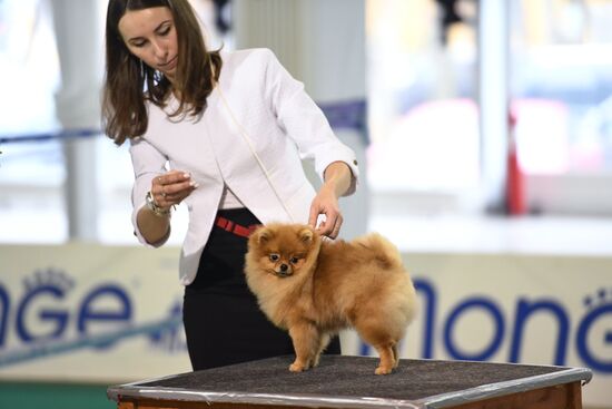 Dog show in Moscow