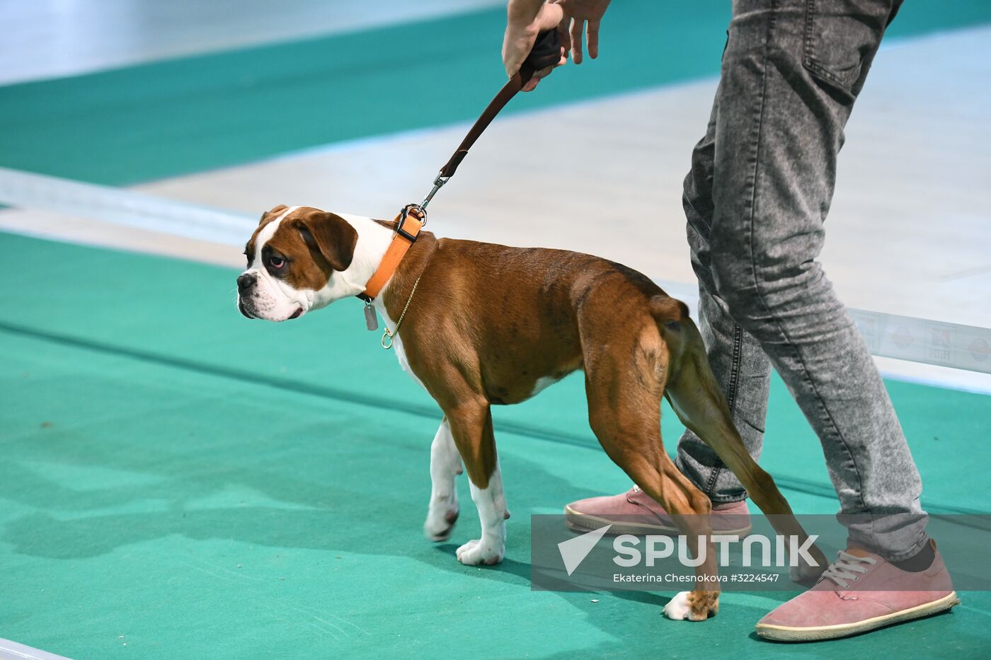 Dog show in Moscow