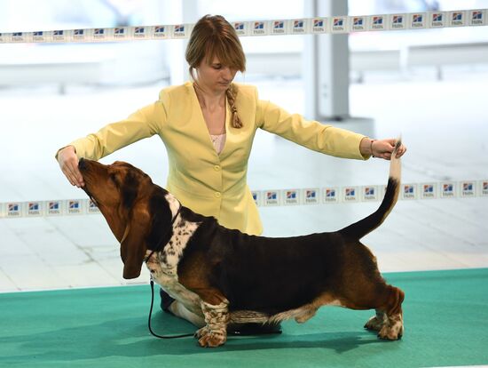 Dog show in Moscow