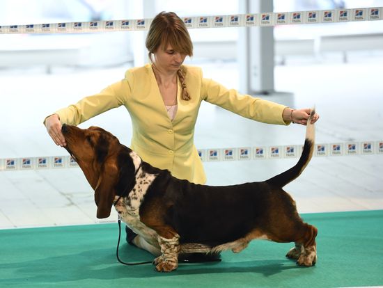 Dog show in Moscow