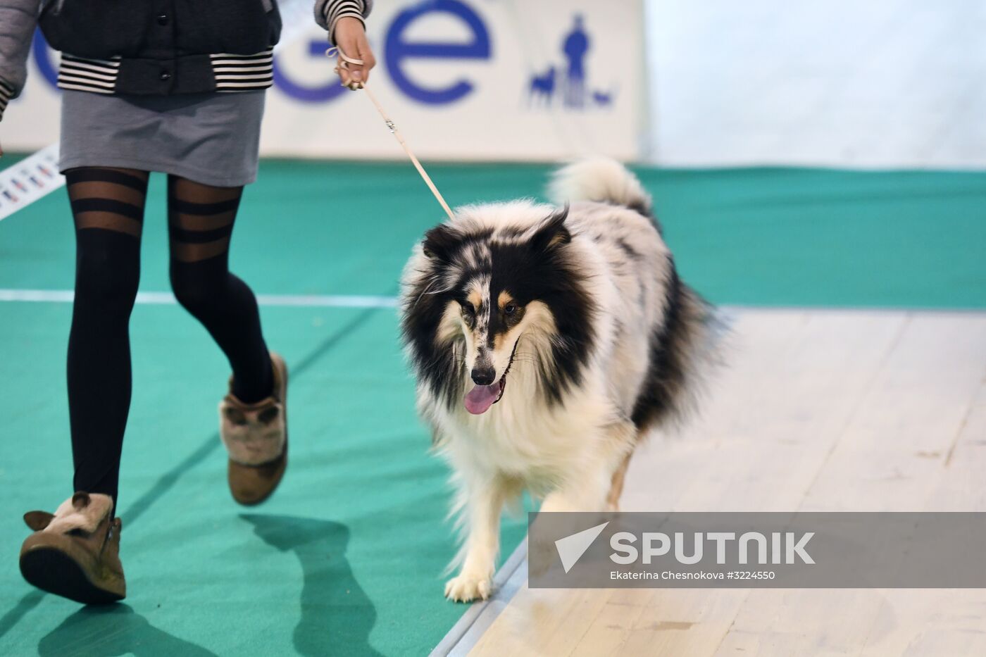 Dog show in Moscow