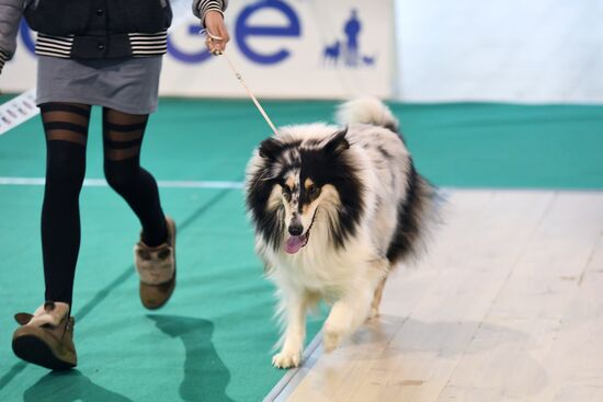Dog show in Moscow