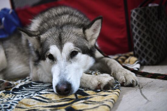 Dog show in Moscow